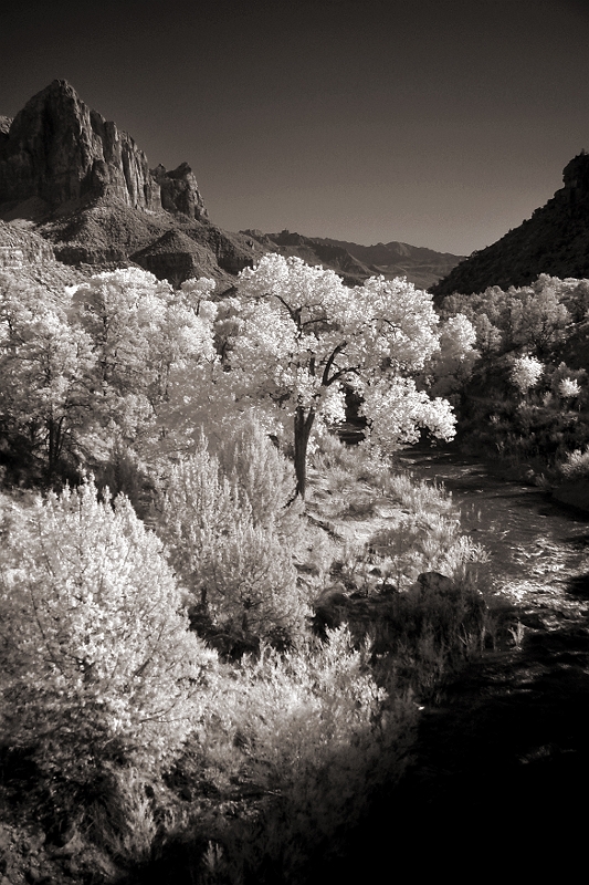Zion Creek View Zion, UT � Dave Hickey